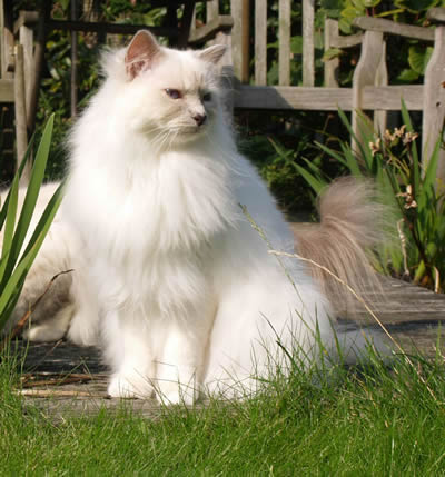 Stampertje